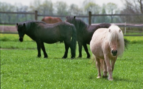 Ponys auf der Koppel